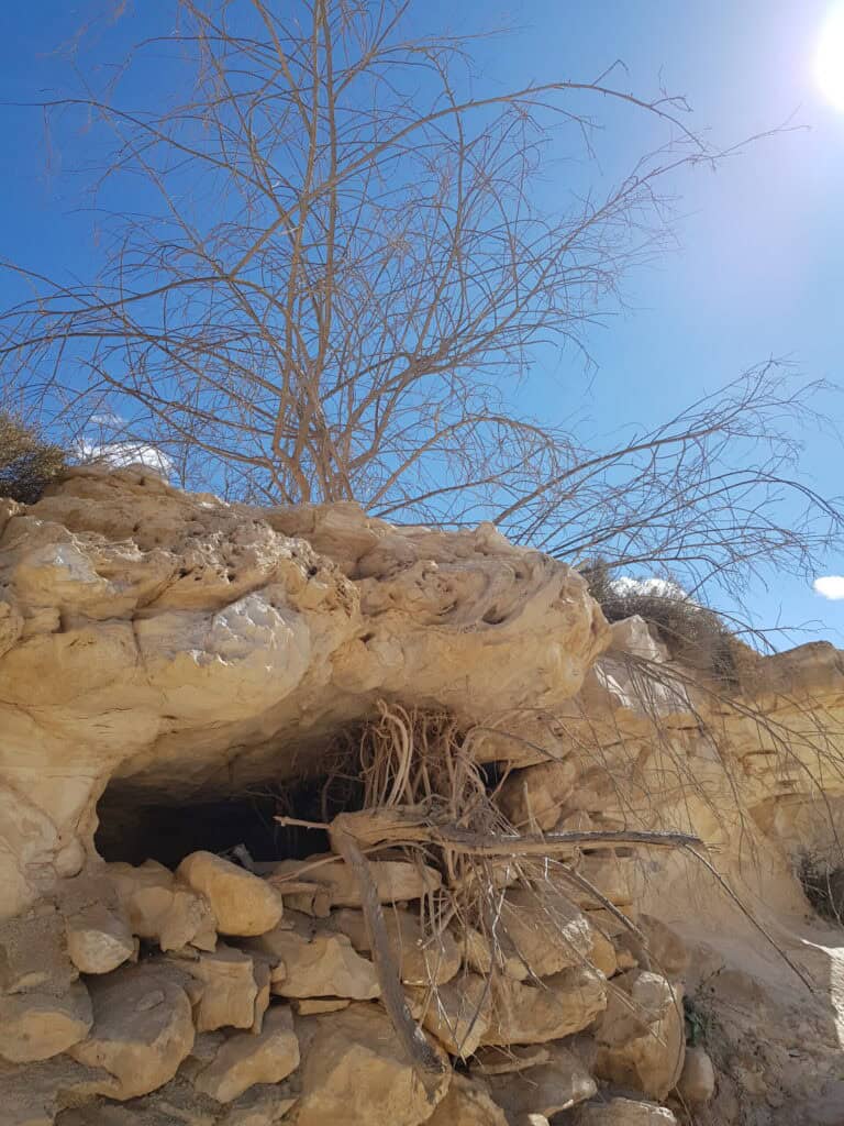 עץ חשוף ניצב על גבי מדף סלע, ובבסיסו פתח של מערה קטנה.