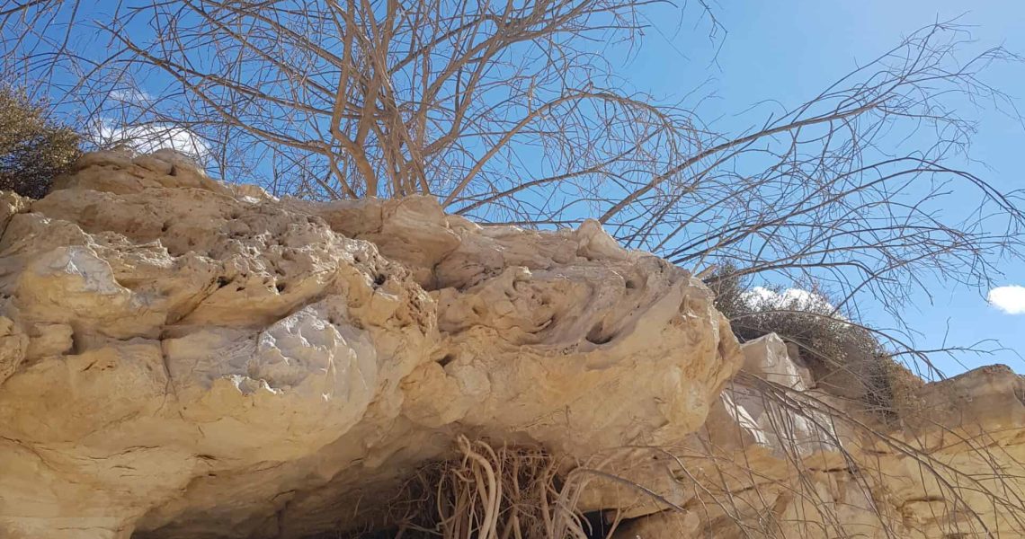 עץ חשוף ניצב על גבי מדף סלע, ובבסיסו פתח של מערה קטנה.